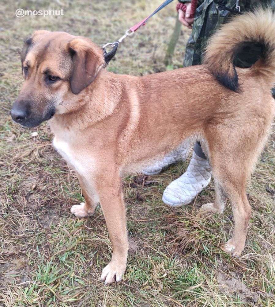 СОБАКА РУФУС  из приюта Щербинка для бездомных животных, Москва и Московская область | mospriut