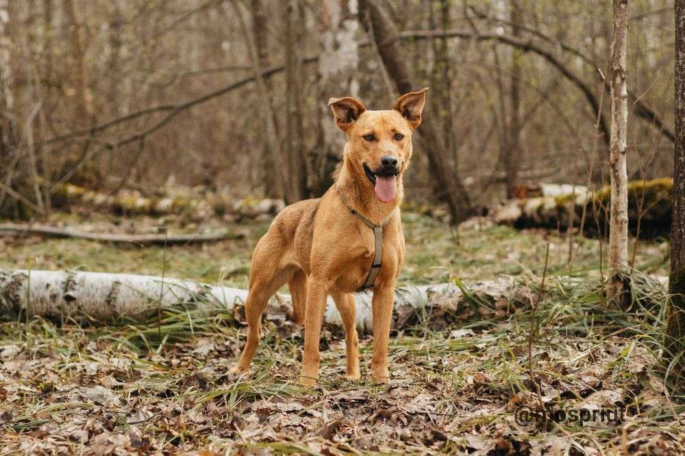 СОБАКА ЯСМА  из приюта Красная сосна для бездомных животных, Москва и Московская область | mospriut