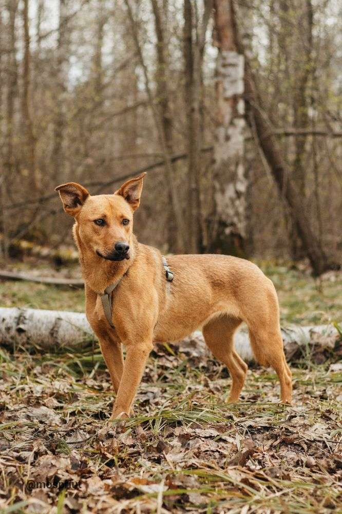 СОБАКА ЯСМА  из приюта Красная сосна для бездомных животных, Москва и Московская область | mospriut