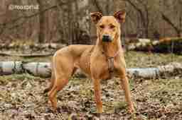 Приют для бездомных животных в Москве и Московской области | Взять собаку или кошку из приюта - mospriut