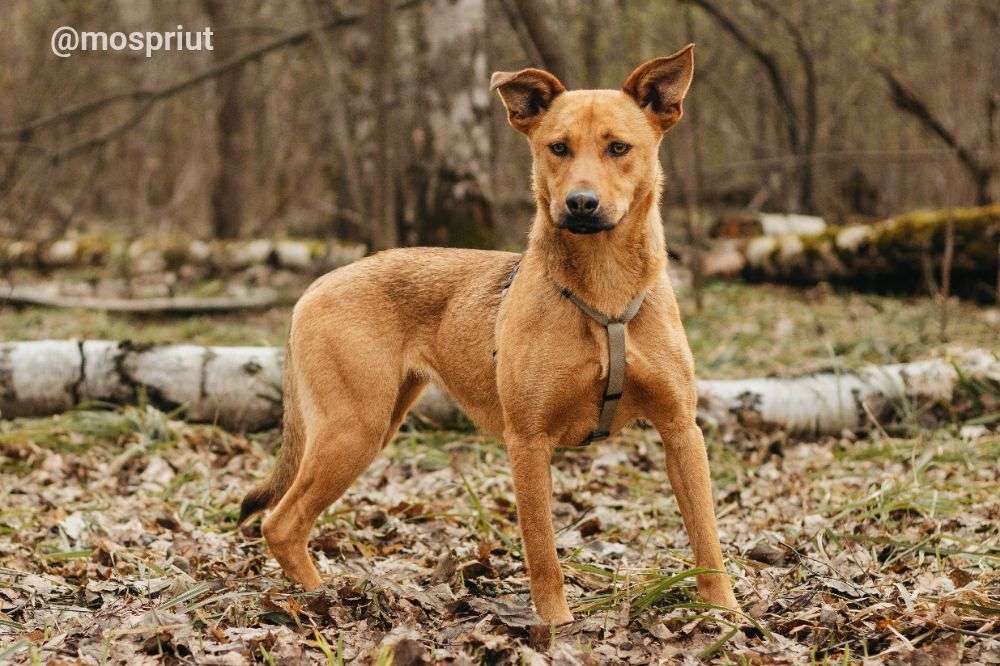СОБАКА ЯСМА  из приюта Красная сосна для бездомных животных, Москва и Московская область | mospriut