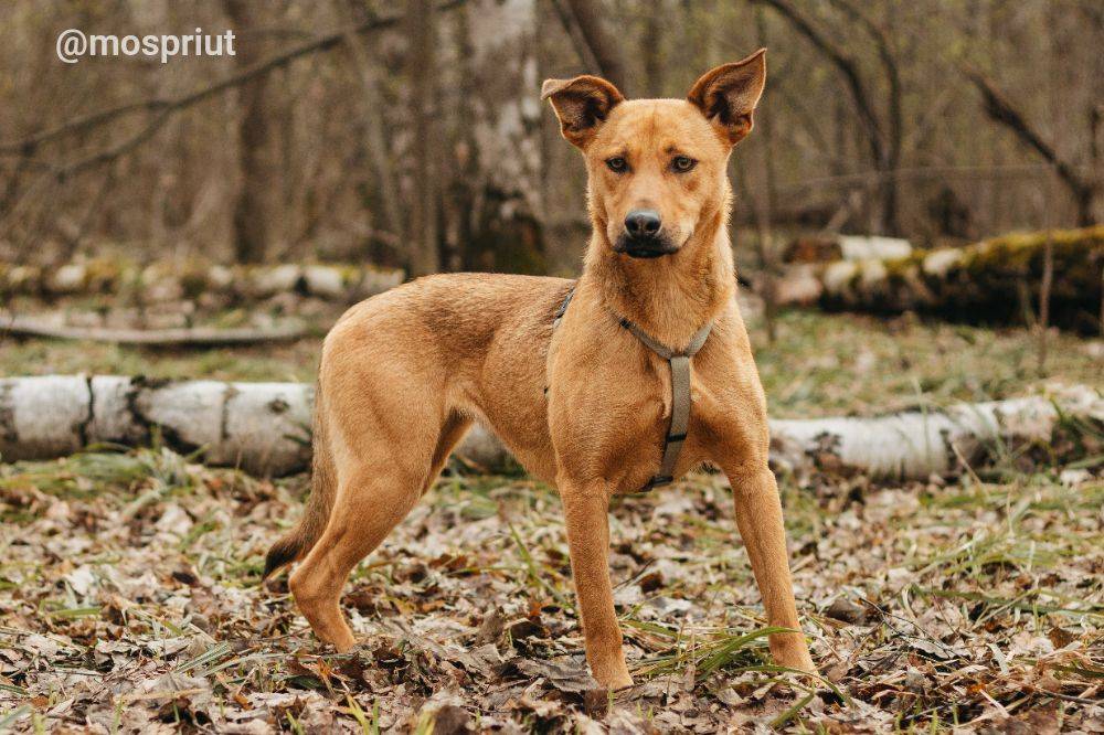 Питомец Ясма из приюта для бездомных животных - mospriut (мосприют)