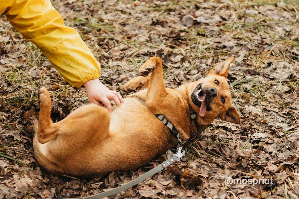 СОБАКА ЯСМА  из приюта Красная сосна для бездомных животных, Москва и Московская область | mospriut