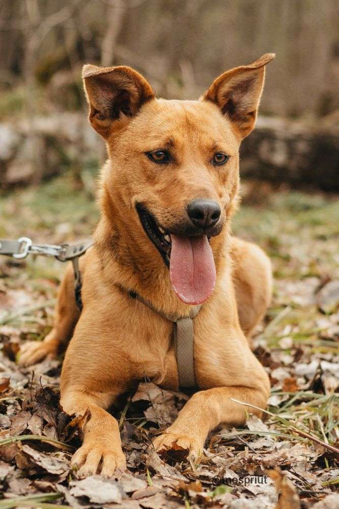 СОБАКА ЯСМА  из приюта Красная сосна для бездомных животных, Москва и Московская область | mospriut