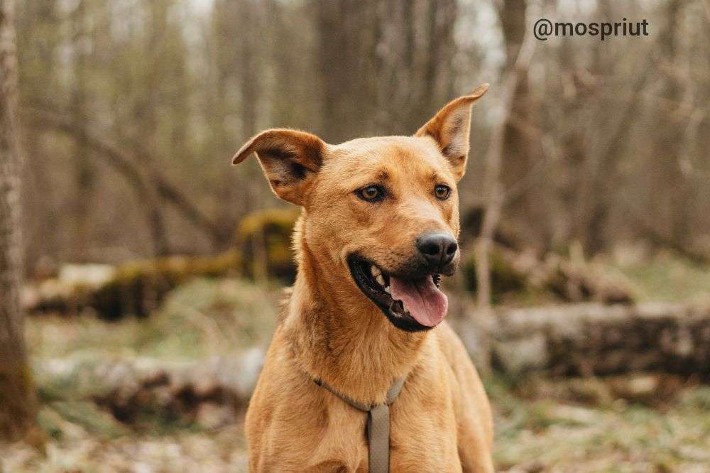 СОБАКА ЯСМА  из приюта Красная сосна для бездомных животных, Москва и Московская область | mospriut
