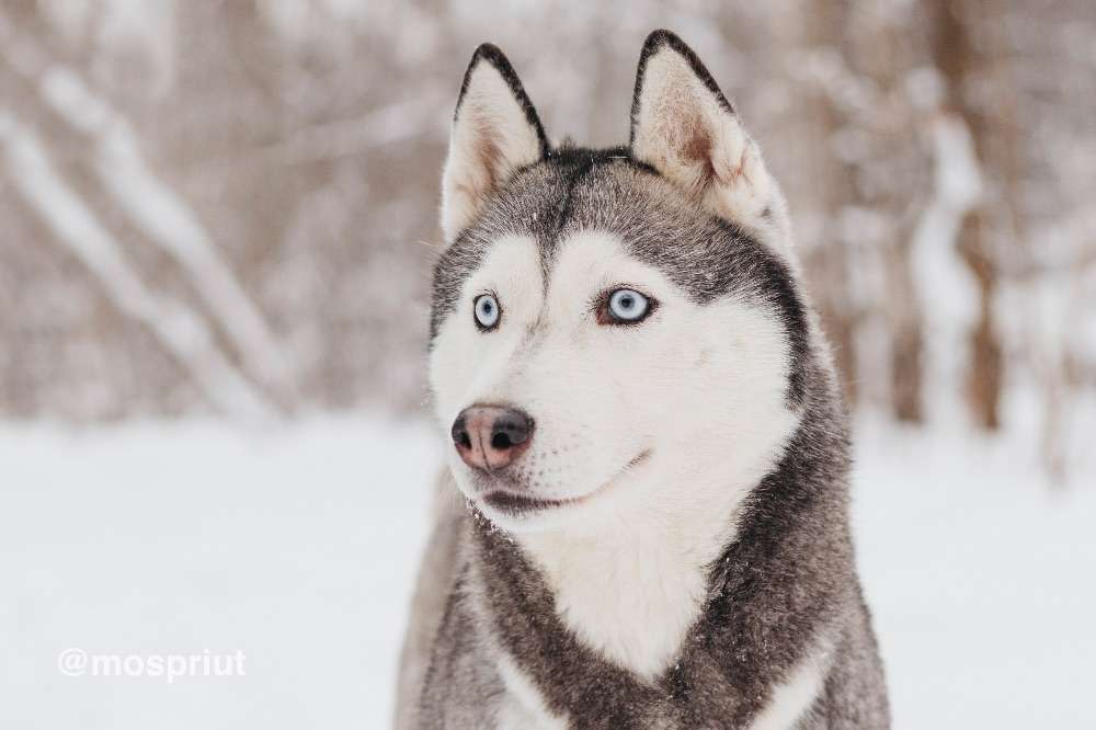 СОБАКА АСТЕРИЯ  из приюта Красная сосна для бездомных животных, Москва и Московская область | mospriut