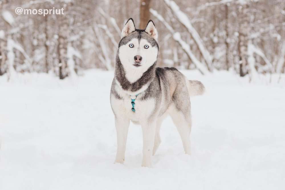 СОБАКА АСТЕРИЯ  из приюта Красная сосна для бездомных животных, Москва и Московская область | mospriut