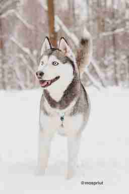 Приют для бездомных животных в Москве и Московской области | Взять собаку или кошку из приюта - mospriut