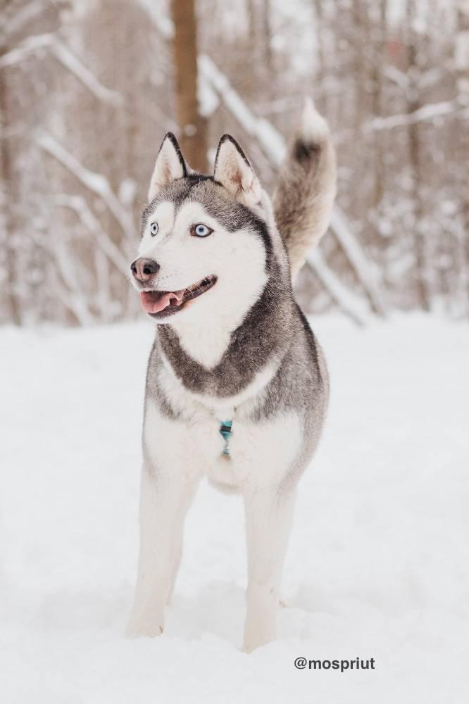собака Астерия  приюта для бездомных животных