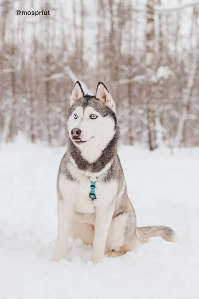 СОБАКА АСТЕРИЯ  из приюта Красная сосна для бездомных животных, Москва и Московская область | mospriut