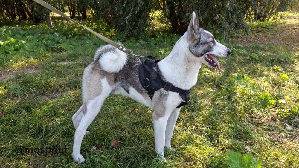 СОБАКА АТЛАС  из приюта Щербинка для бездомных животных, Москва и Московская область | mospriut