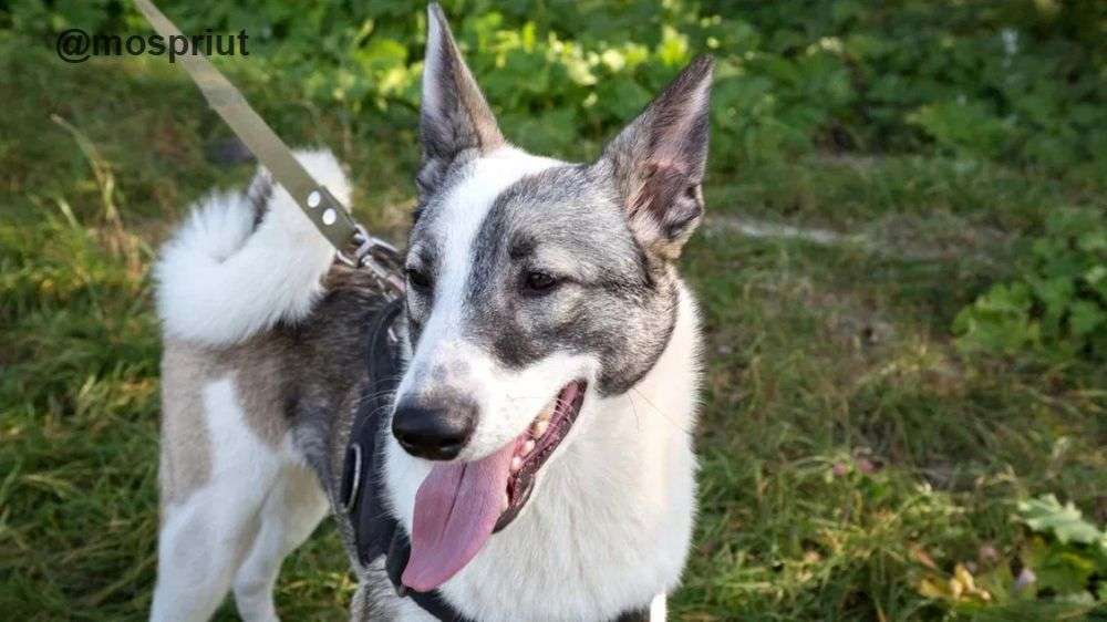 СОБАКА АТЛАС  из приюта Щербинка для бездомных животных, Москва и Московская область | mospriut