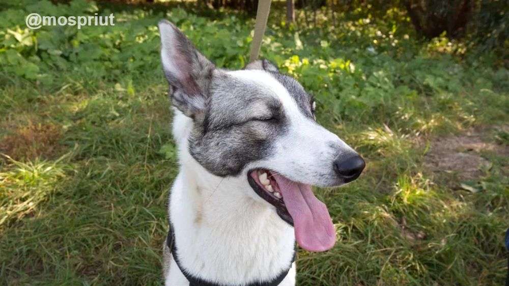 СОБАКА АТЛАС  из приюта Щербинка для бездомных животных, Москва и Московская область | mospriut