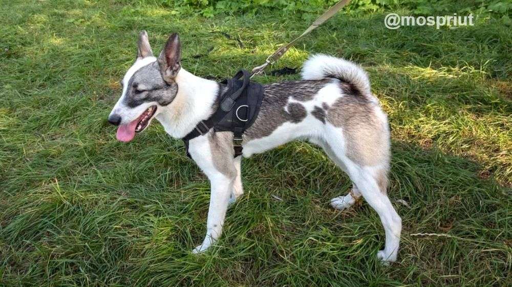 СОБАКА АТЛАС  из приюта Щербинка для бездомных животных, Москва и Московская область | mospriut