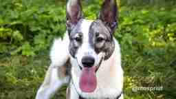 Приют для бездомных животных в Москве и Московской области | Взять собаку или кошку из приюта - mospriut