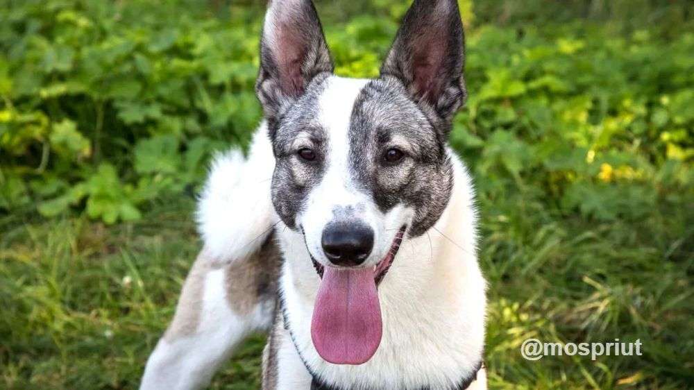 СОБАКА АТЛАС  из приюта Щербинка для бездомных животных, Москва и Московская область | mospriut