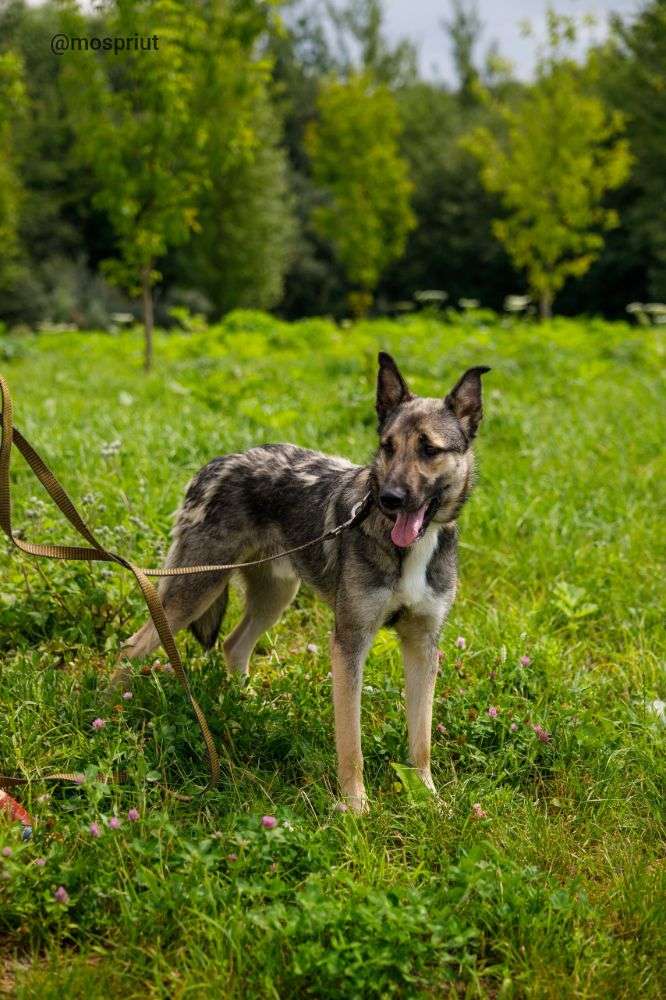 СОБАКА ГРЭЙ  из приюта Щербинка для бездомных животных, Москва и Московская область | mospriut