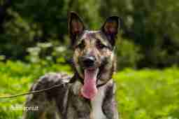 Приют для бездомных животных в Москве и Московской области | Взять собаку или кошку из приюта - mospriut