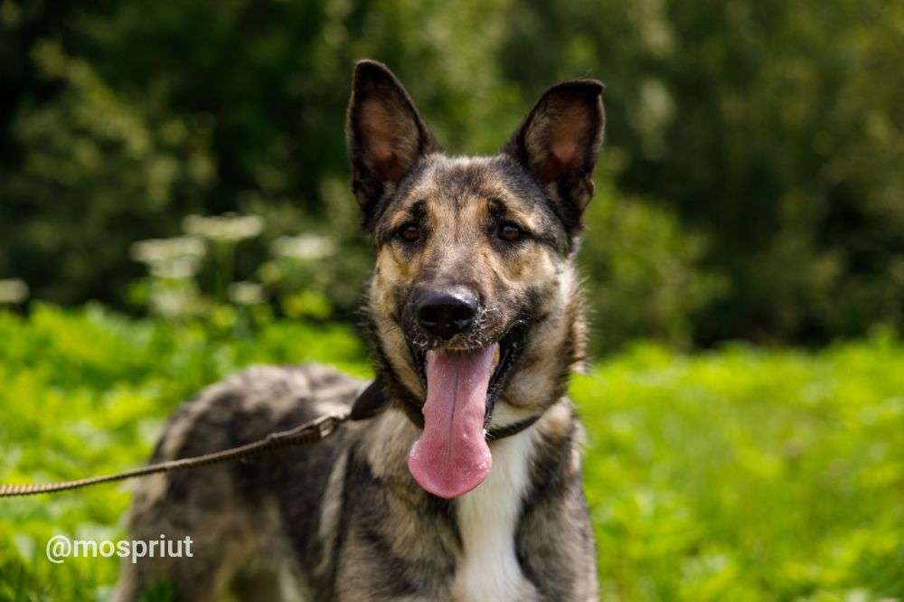 СОБАКА ГРЭЙ  из приюта Щербинка для бездомных животных, Москва и Московская область | mospriut