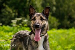 собака Грэй из приюта ищет дом