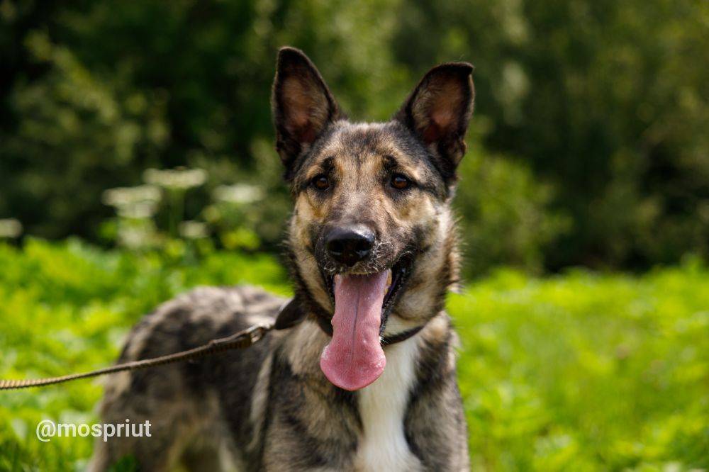 Грэй из приюта Москвы и области ищет дом