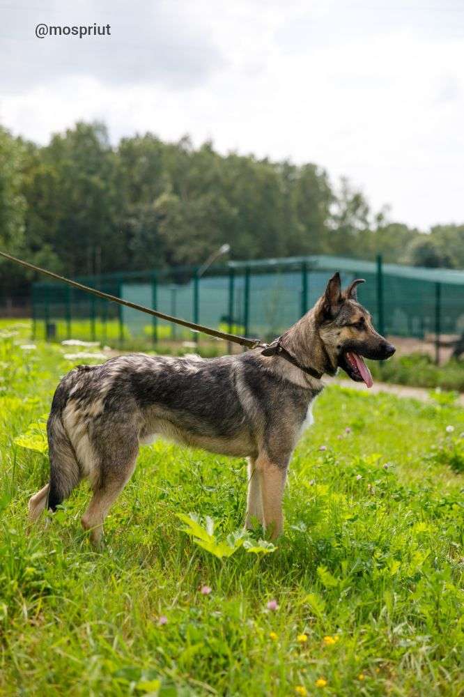 СОБАКА ГРЭЙ  из приюта Щербинка для бездомных животных, Москва и Московская область | mospriut
