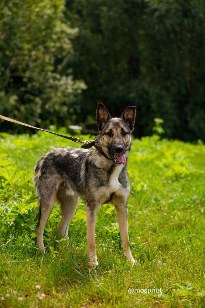 СОБАКА ГРЭЙ  из приюта Щербинка для бездомных животных, Москва и Московская область | mospriut