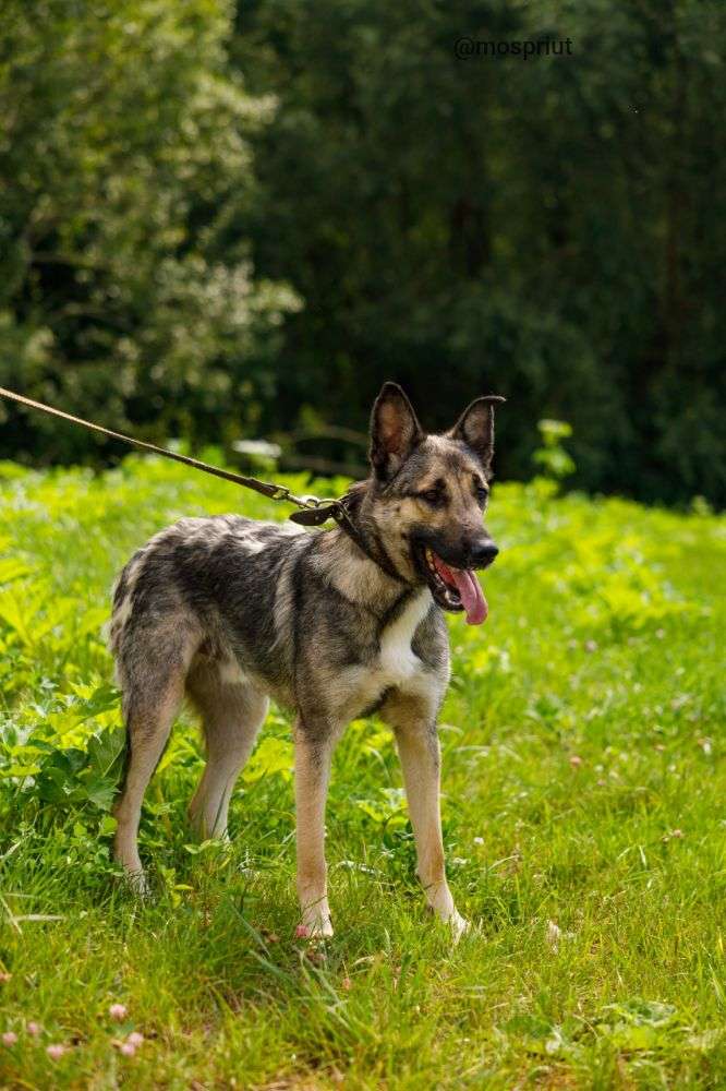 СОБАКА ГРЭЙ  из приюта Щербинка для бездомных животных, Москва и Московская область | mospriut