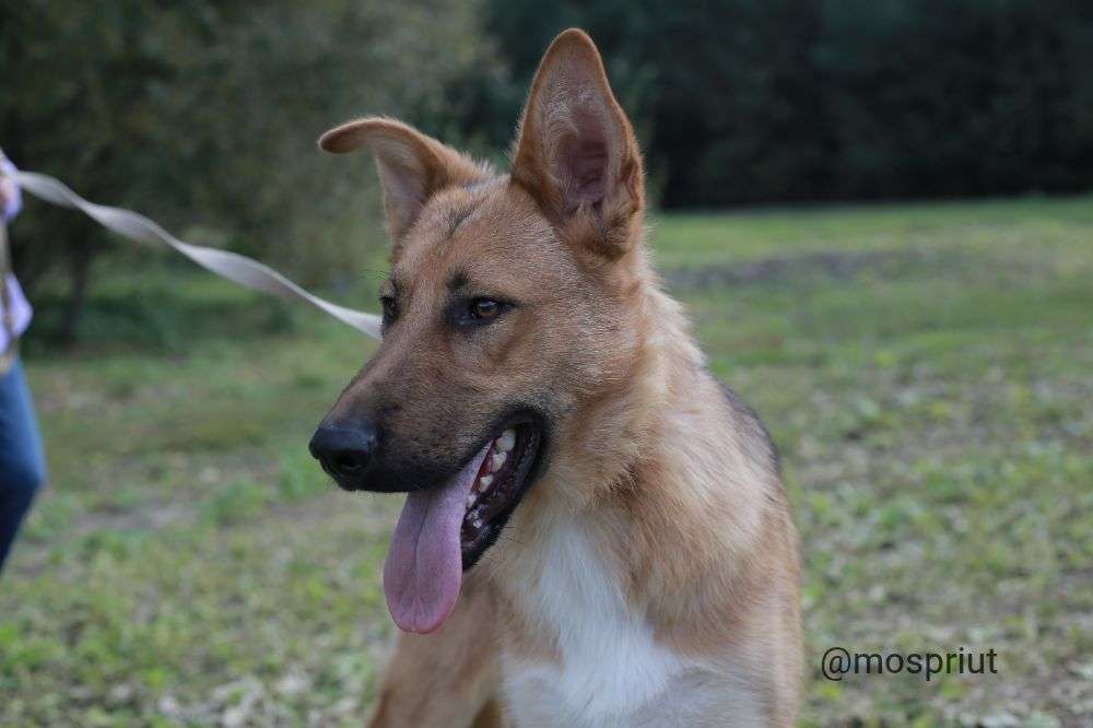 СОБАКА ДАНЯ  из приюта Щербинка для бездомных животных, Москва и Московская область | mospriut