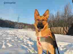 Приют для бездомных животных в Москве и Московской области | Взять собаку или кошку из приюта - mospriut