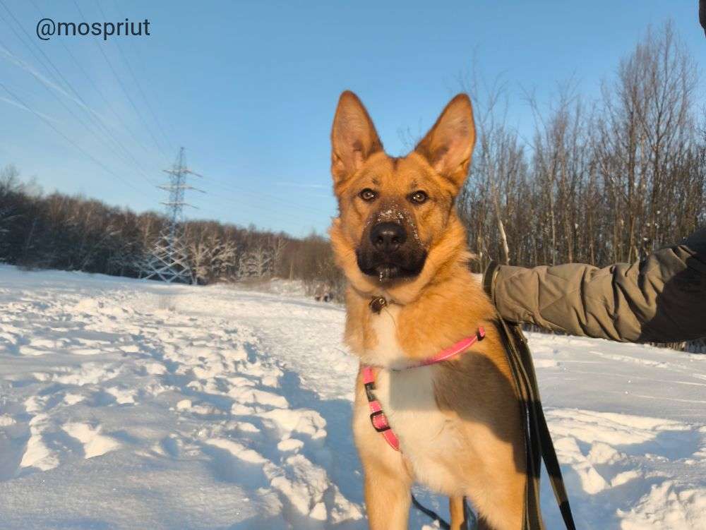 СОБАКА ДАНЯ  из приюта Щербинка для бездомных животных, Москва и Московская область | mospriut