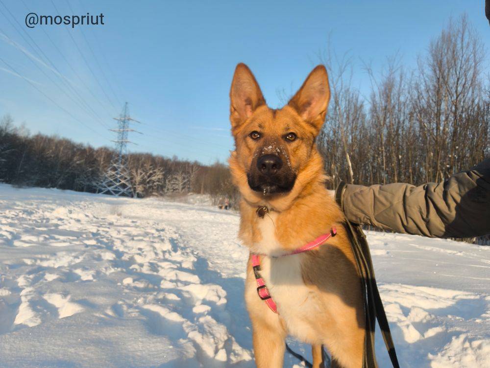 собака Даня  приюта для бездомных животных