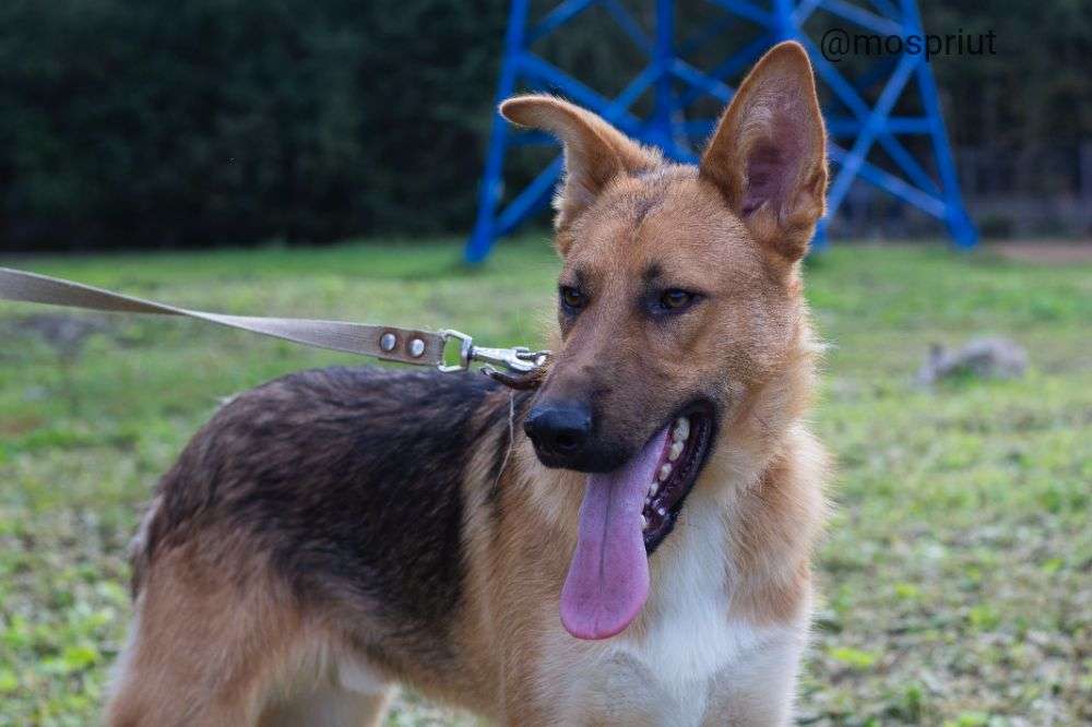 СОБАКА ДАНЯ  из приюта Щербинка для бездомных животных, Москва и Московская область | mospriut
