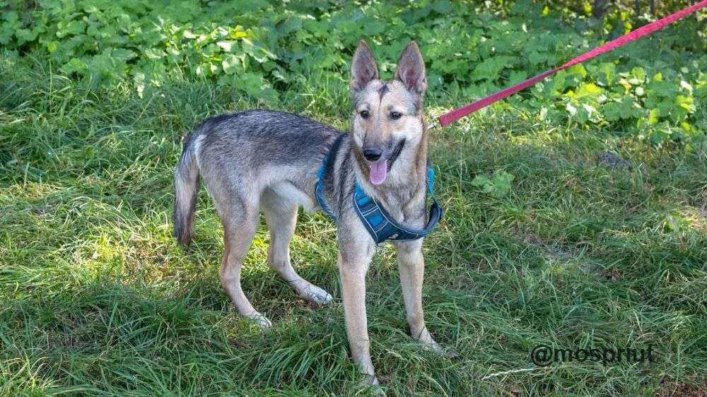 СОБАКА МАЛЬВА из приюта Щербинка для бездомных животных, Москва и Московская область | mospriut