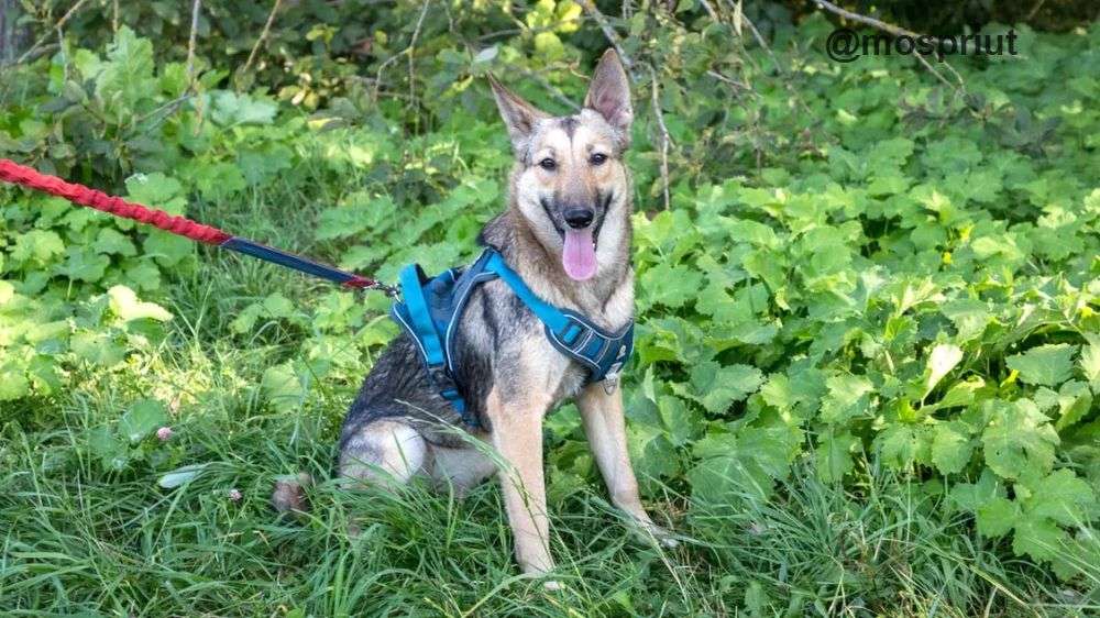 СОБАКА МАЛЬВА из приюта Щербинка для бездомных животных, Москва и Московская область | mospriut