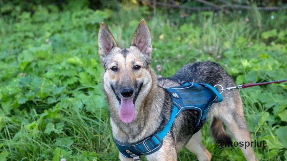 Мальва из приюта Москвы и области ищет дом