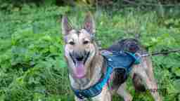 Приют для бездомных животных в Москве и Московской области | Взять собаку или кошку из приюта - mospriut