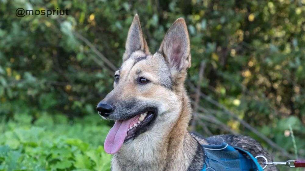 СОБАКА МАЛЬВА из приюта Щербинка для бездомных животных, Москва и Московская область | mospriut