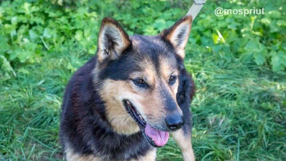 СОБАКА ЛИНДА  из приюта Щербинка для бездомных животных, Москва и Московская область | mospriut