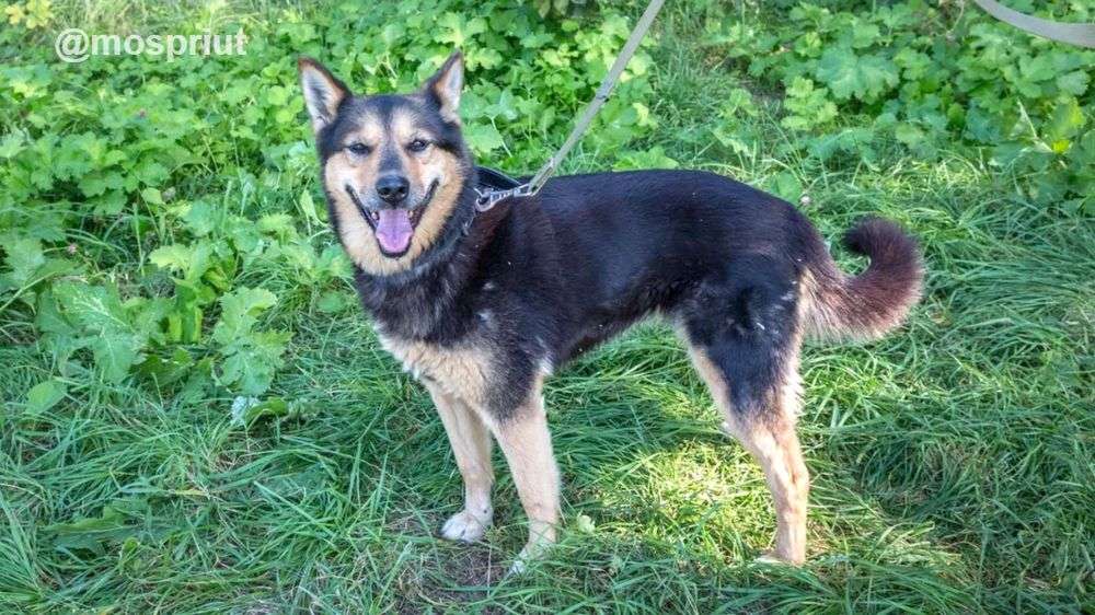 СОБАКА ЛИНДА  из приюта Щербинка для бездомных животных, Москва и Московская область | mospriut