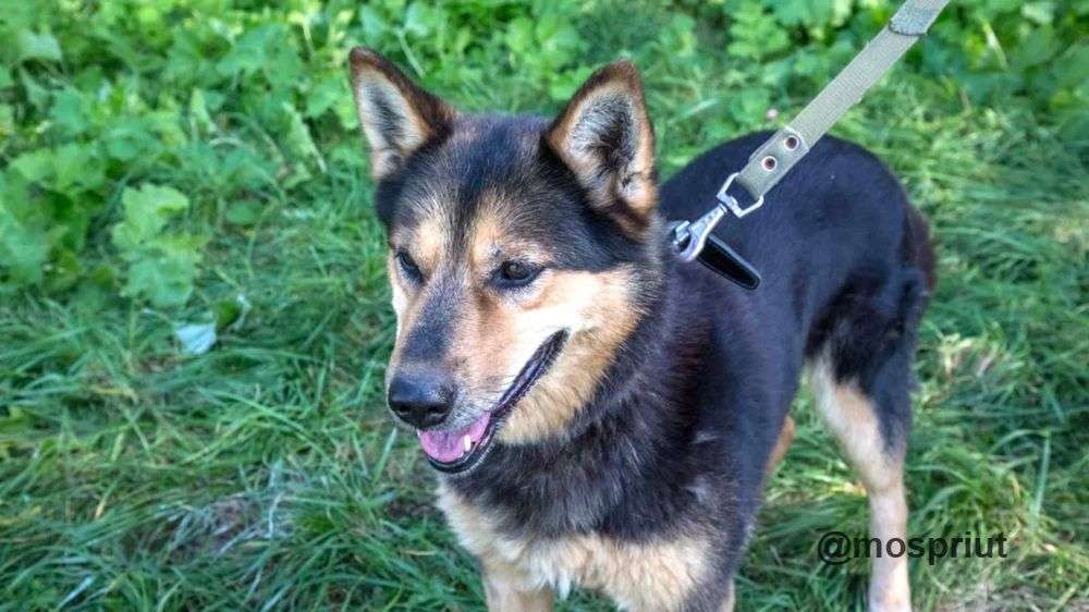 СОБАКА ЛИНДА  из приюта Щербинка для бездомных животных, Москва и Московская область | mospriut