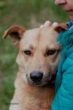 Приют для бездомных животных в Москве и Московской области | Взять собаку или кошку из приюта - mospriut