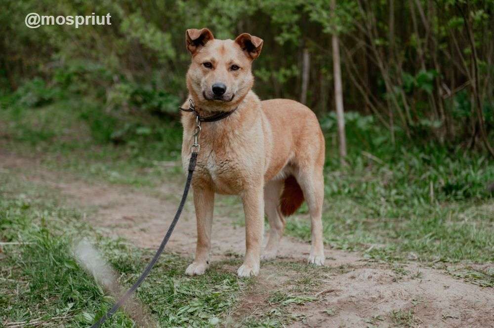 СОБАКА МАТРЁША  из приюта Щербинка для бездомных животных, Москва и Московская область | mospriut