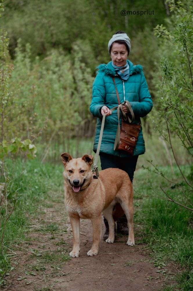 СОБАКА МАТРЁША  из приюта Щербинка для бездомных животных, Москва и Московская область | mospriut