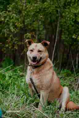 Приют для бездомных животных в Москве и Московской области | Взять собаку или кошку из приюта - mospriut