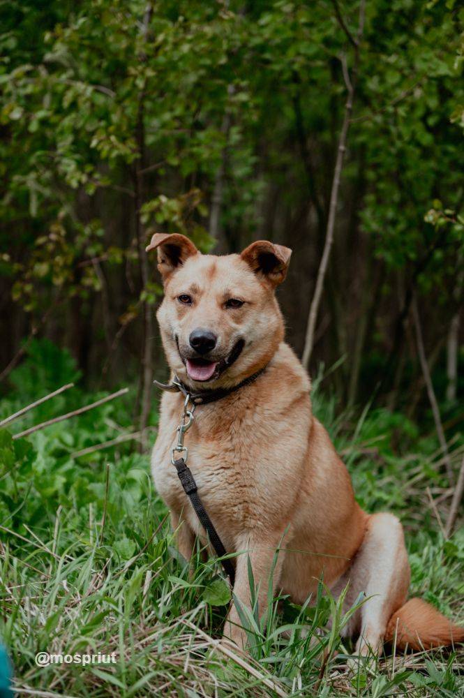 Матрёша из приюта Москвы и области ищет дом