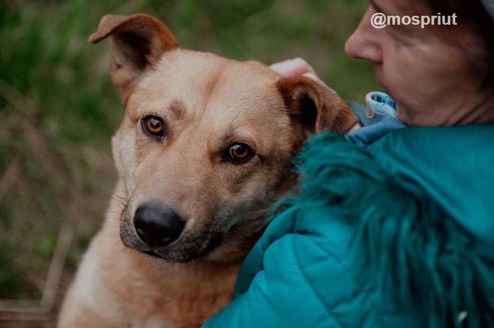 СОБАКА МАТРЁША  из приюта Щербинка для бездомных животных, Москва и Московская область | mospriut