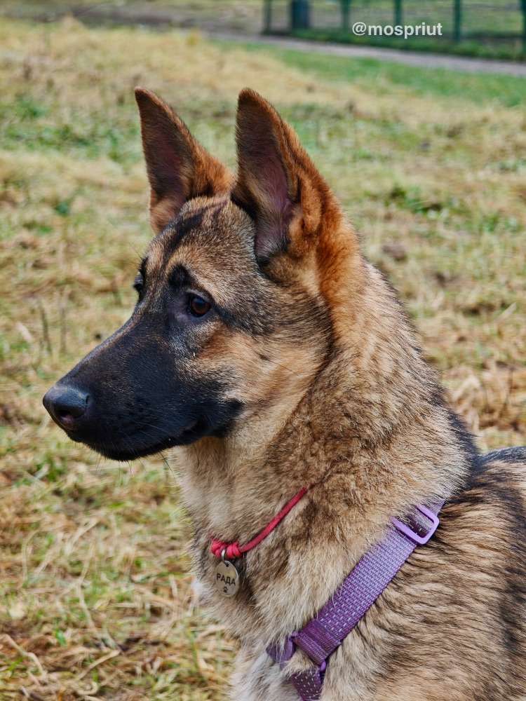 СОБАКА РАДА  из приюта Щербинка для бездомных животных, Москва и Московская область | mospriut