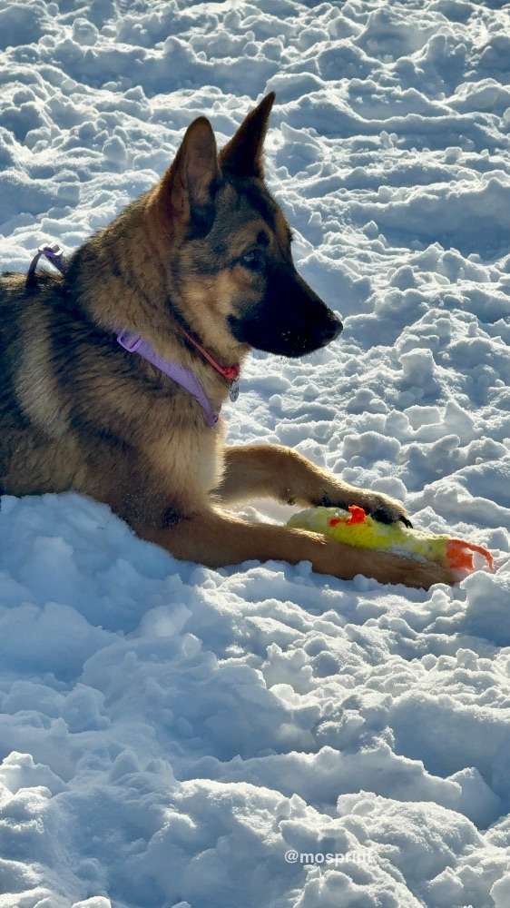 СОБАКА РАДА  из приюта Щербинка для бездомных животных, Москва и Московская область | mospriut