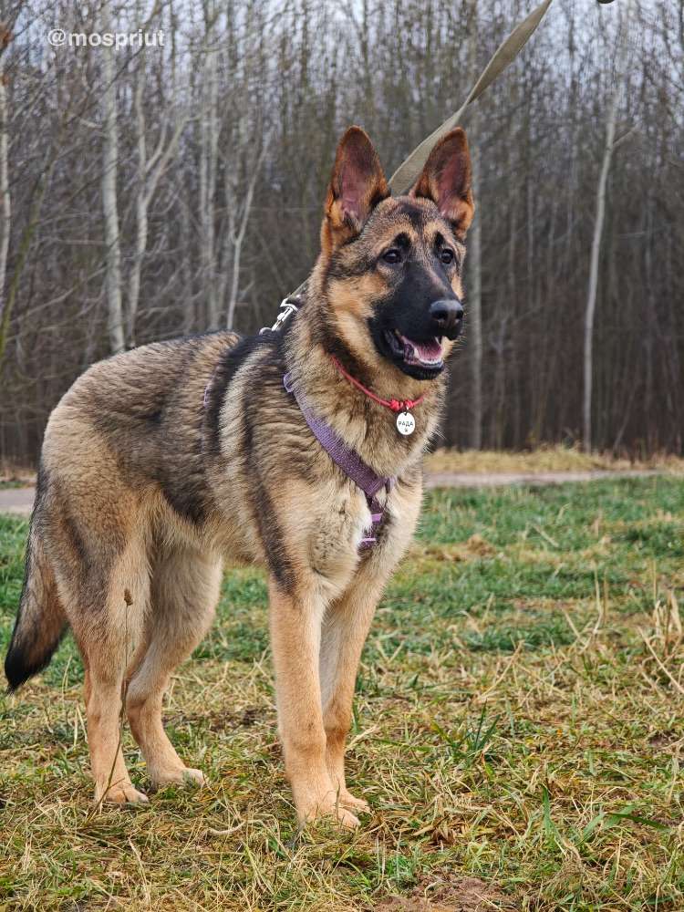 СОБАКА РАДА  из приюта Щербинка для бездомных животных, Москва и Московская область | mospriut